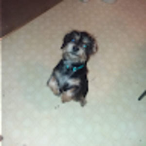 Meet your Posher, Melissa